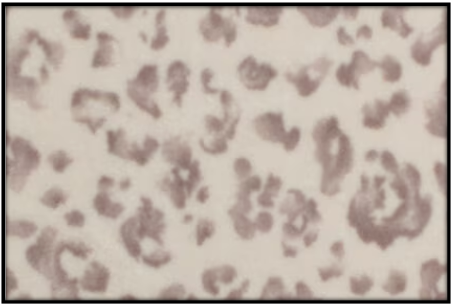 NEUTRAL CHEETAH (Plush 2 sleeves)